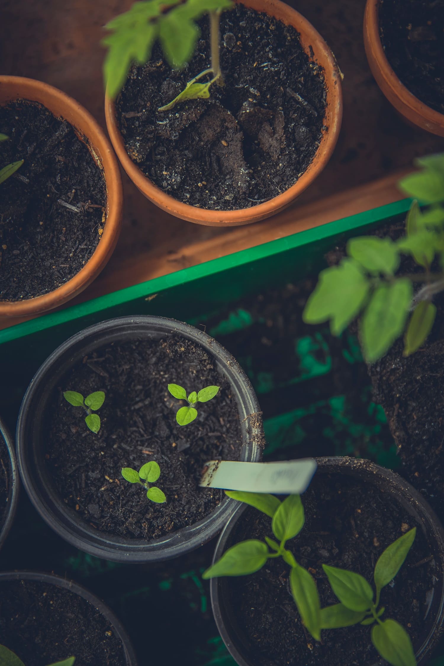 Comfort Gardening Store